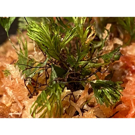 Crepidomanes minutum from Madiun East Java [カミハタ便] ①
