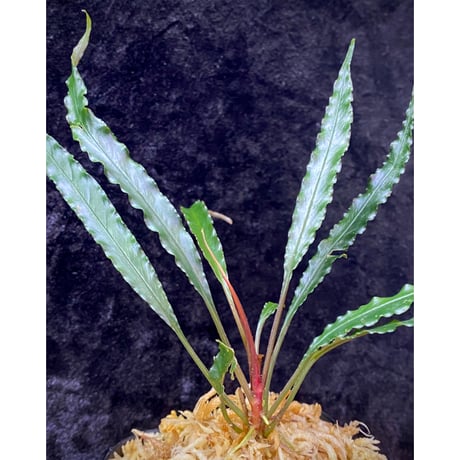 Schismatoglottis sp. "Dragon Tail" from Pangkalan Bun