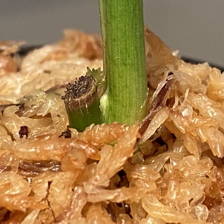 sp. from Bahia Solano Colombia [tanakay]