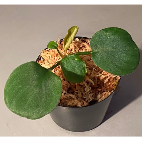 Homalomena sp. from Sumatera Utara [LA0118-02]