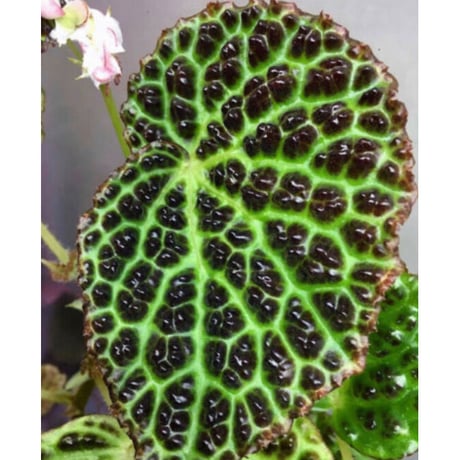 Begonia dracopelta from Borneo