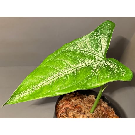 sp. from Bahia Solano Colombia [tanakay]