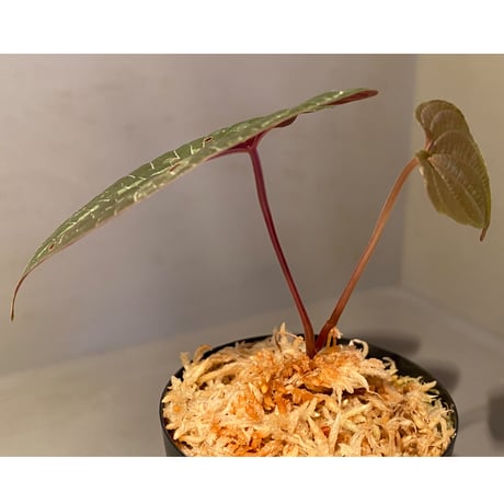 Dioscorea dodecaneura (discolor)