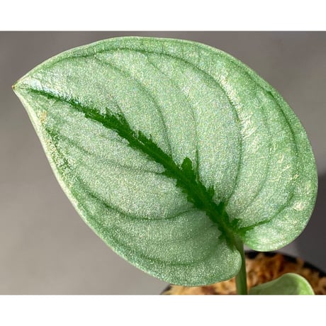 Scindapsus sp. from Kapuas hulu