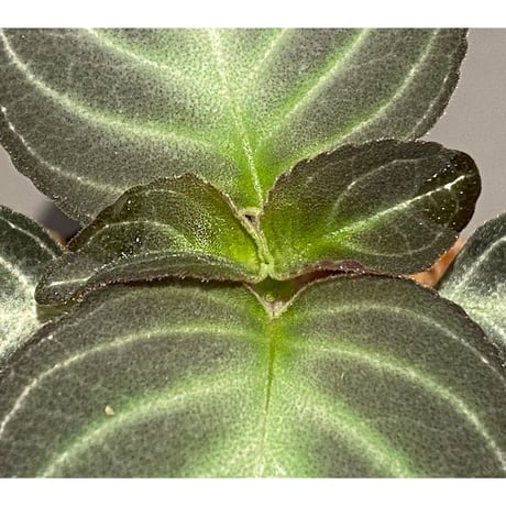 Gesneriaceae gen. from Kalimantan Barat