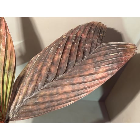 Pinanga veitchii  from Sanggau West Kalimantan