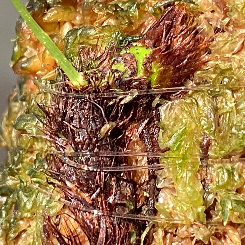 Selliguea sp. from Aceh sumatera | M・R・G・R