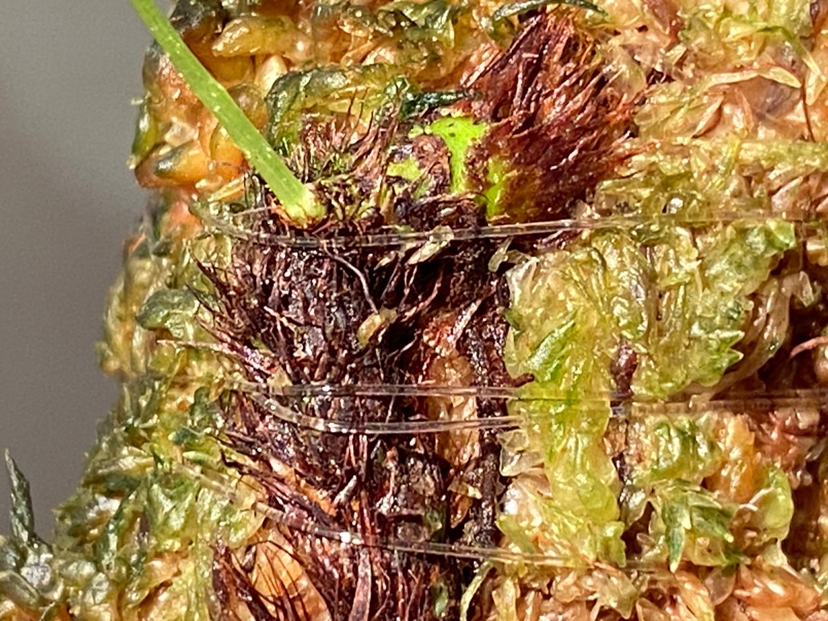 Selliguea sp. from Aceh sumatera | M・R・G・R