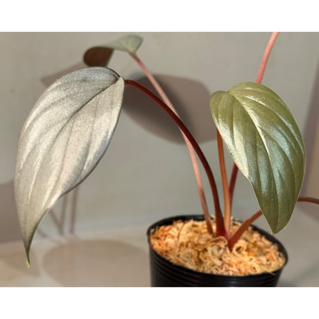 正規タグ付き　Homalomena sp. \" 紅明 \" Yahoo!オークション -「ホマロメナ homalomena sp.」(その他