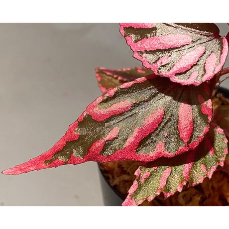 Begonia sp. ぼっち株 from Julau [R1214-01b]