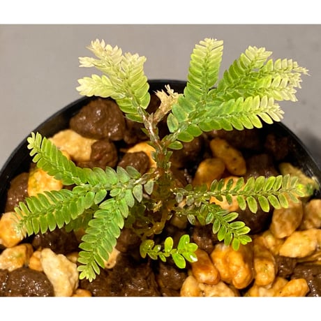 Selaginella wallichii 伊藤蟻植物農園