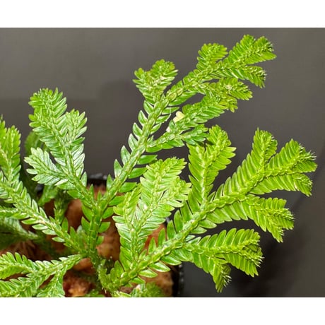 Selaginella sp. from Bogor West Java
