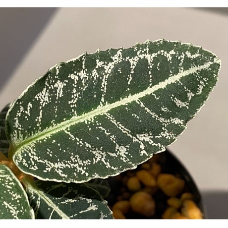 Ardisia sp. from Sumatera barat [TB]