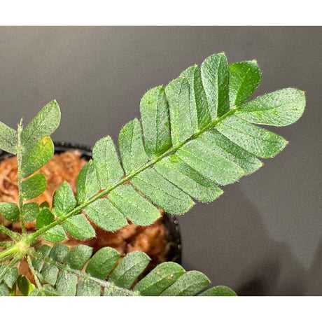 Biophytum cf. sensitivum [LA]