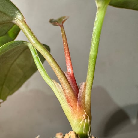 Anthurium arisaemoides