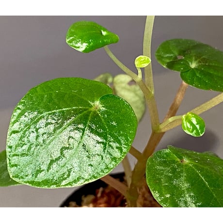 Peperomia sp. from Ecuador