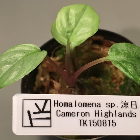 Homalomena sp. 涼日 from Cameron Highlands [TK150815] タグ付き