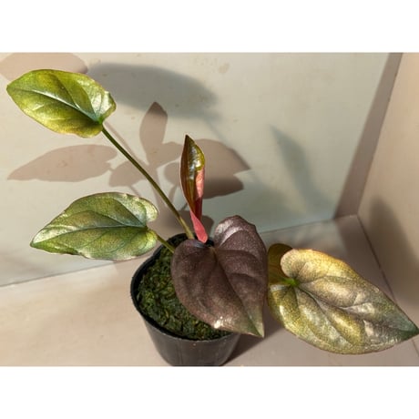 シンゴニウム | STORES