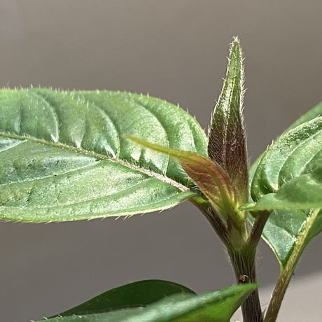 Psychotria cf. elata from Madre de Dios [LA1017-wf1]