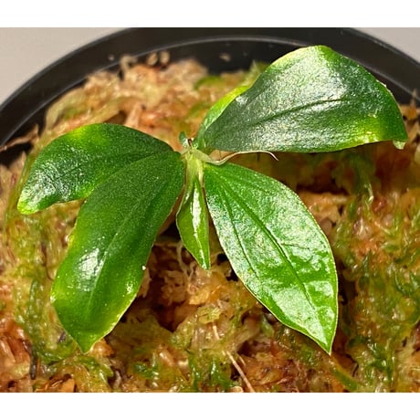 Elatostema sp. from Nopphitam [TK260915]