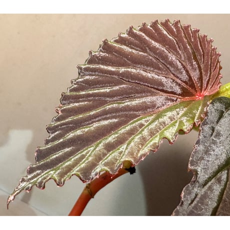 Begonia sp. from Kapuas hulu