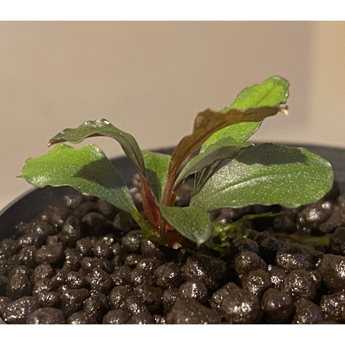 Bucephalandra sp. 