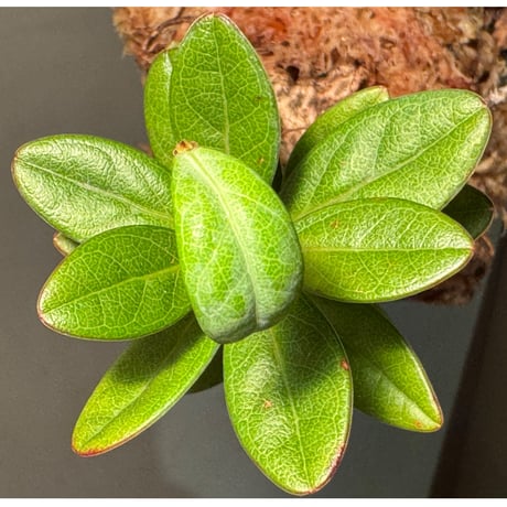 Agapetes cf. malipoensis from Sin Ho, Lai Chau Vietnam ①