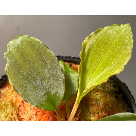 Homalomena sp. Sabah-2 [R1217-01c]