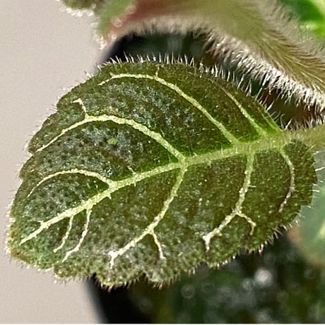 Pearcea hypocyrtiflora from Rio Napo Ecuador [tanakay] 赤葉脈