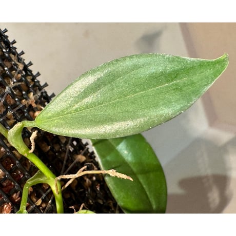 Philodendron sp. from Colombia [tanakay]