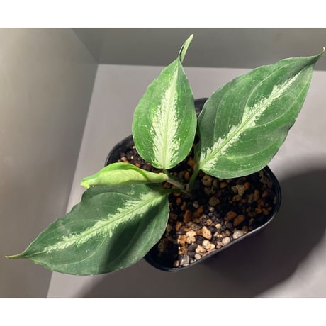 Aglaonema pictum GW1908-7 "Padang sidempuan" [TB]