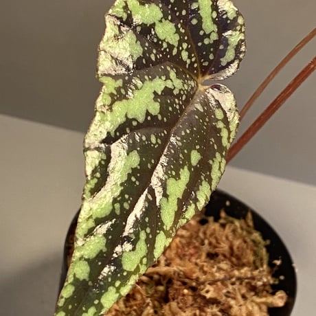 Begonia Variabilis [TK260915]