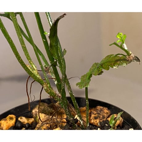 Bolbitis sp. from Siberut [LA]