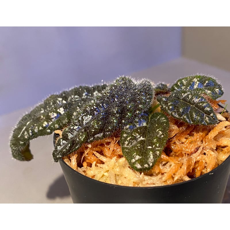 Columnea purpureovittata from Ecuador 伊藤蟻植物農園 |