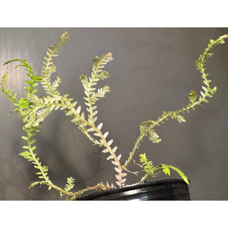 Selaginella sp. from Prachuap Khiri Khan Thailand
