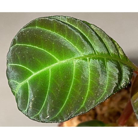 Hoffmannia discolor