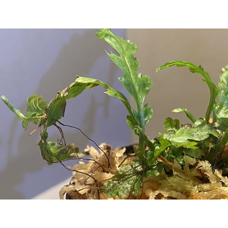 Microsorum sp. Short Dragon Tail