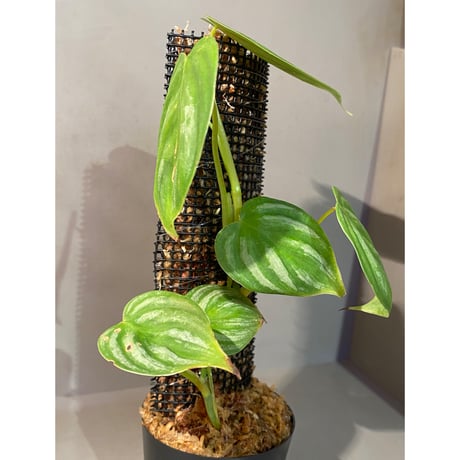 Philodendron sp. from Ecuador