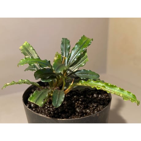 (３芽) Bucephalandra sp. "MEDUSA"