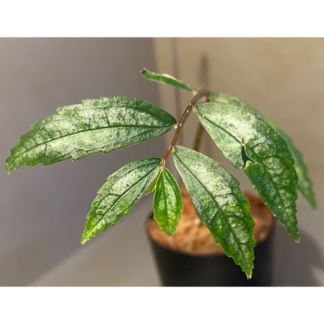 Elatostema sp. from Quezon, Luzon, Philippines