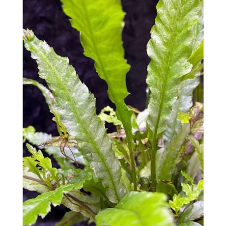 Microsorum sp. "Short Dragon Tail"