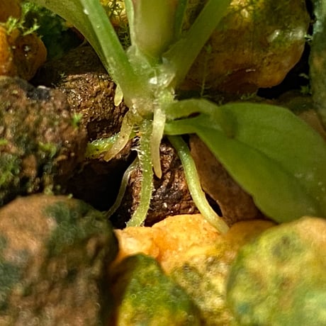 Homalomena sp. from Solok sumatera [LA0616-03] ②