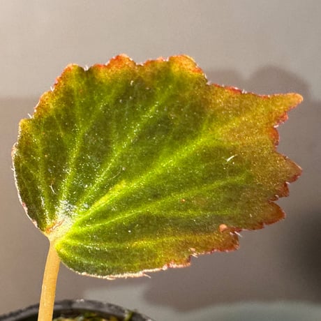 Begonia '煉獄-参' [LA hyb.-f1-01]