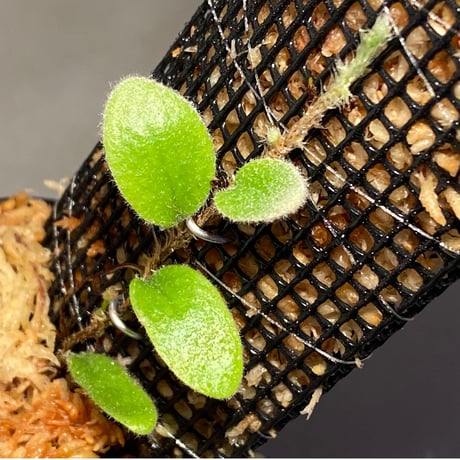 Pyrrosia nummularifolia from Santa Fe Luzon Philippines [KSB]