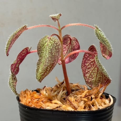 Sonerila sp. from Phitsanulok