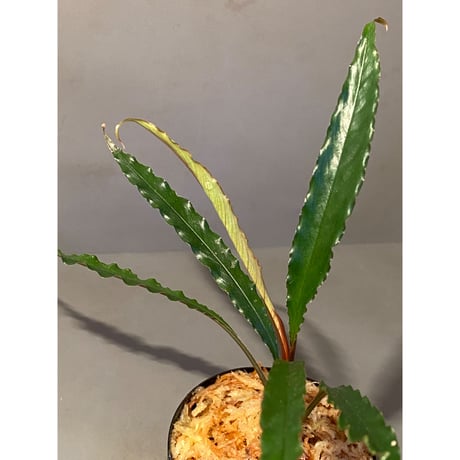 Schismatoglottis sp. "Dragon Tail" from Pangkalan Bun