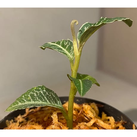 Ardisia sp. from Raub Pahang