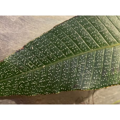 Selliguea sp. from Aceh sumatera