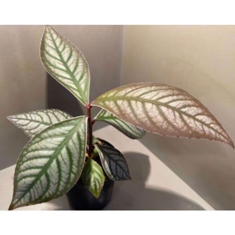 Ardisia sp. from Aceh sumatera [LA]