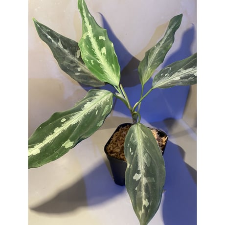 Aglaonema pictum A "しるば〜らいん" from Aceh sumatera [LA0315-4j]